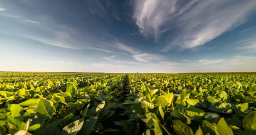 En este momento estás viendo Agroindustria y cambio climático
